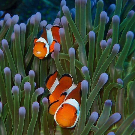 Alami Resort, Restaurant And Dive Center Amed  Luaran gambar