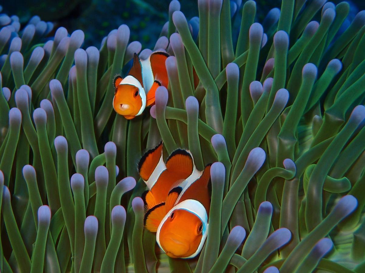 Alami Resort, Restaurant And Dive Center Amed  Luaran gambar