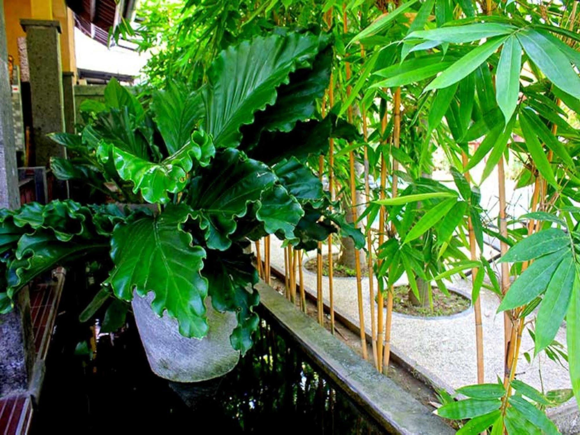 Alami Resort, Restaurant And Dive Center Amed  Luaran gambar